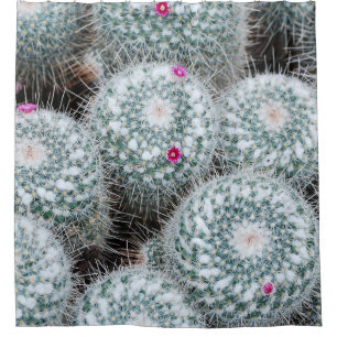 Tiny Pink Flowers Cactus Plants
