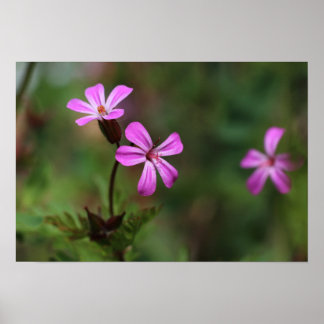 Tiny pink wild flowers of Herb Robert Poster