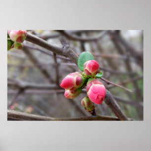 tiny red buds poster