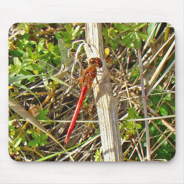 Tiny Red Dragonfly in November Mouse Pad (Front)