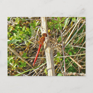 Tiny Red Dragonfly in November Postcard