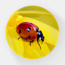 Tiny Red Ladybug on Bright Yellow Flower