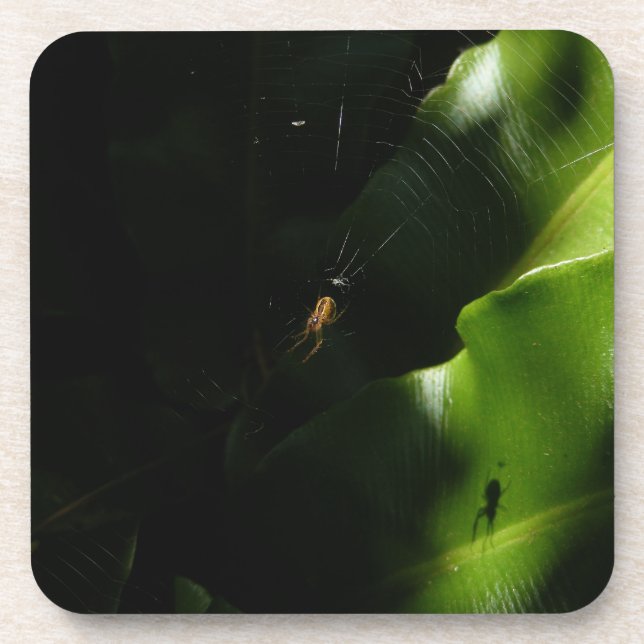 Tiny Spider Coasters (Front)