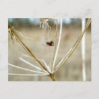 Tiny Spider on Dry Queen Anne's Lace Postcard