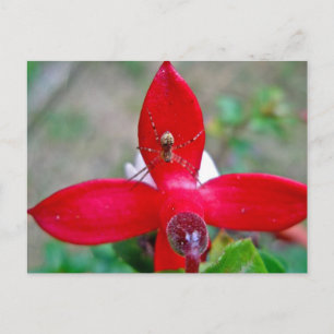 Tiny Spider on Miniature Fuschia Postcard