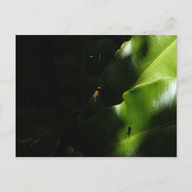 Tiny Spider Postcard (Front)