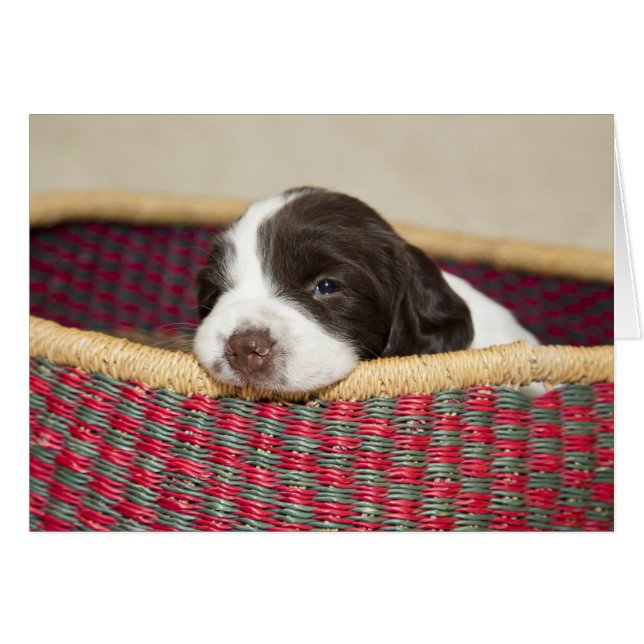 Tiny Springer Spaniel Puppy Card (Front Horizontal)