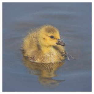 Tiny Swimmer: Canada Goose Gosling Fabric