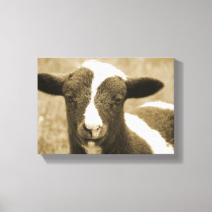Tiny the Lamb Canvas Print