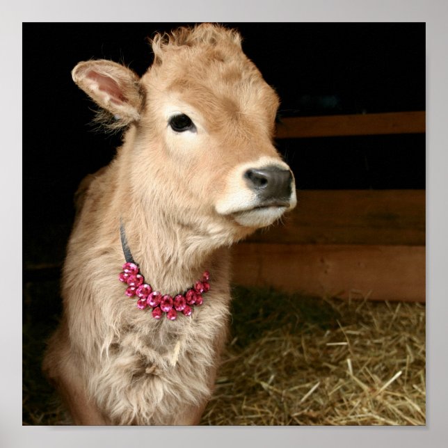 Tiny Tinker the cow wearing bling. Poster (Front)