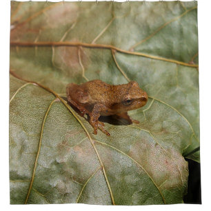 Tiny Toad