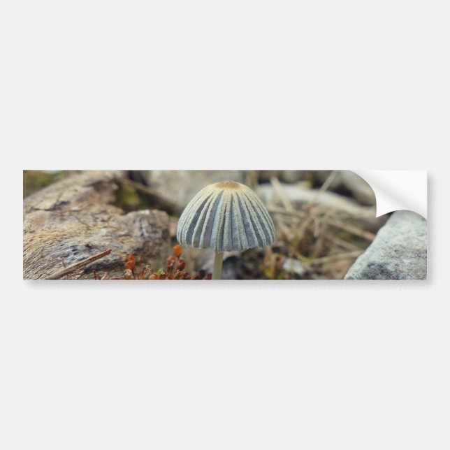 Tiny Toadstool Bumper Sticker (Front)