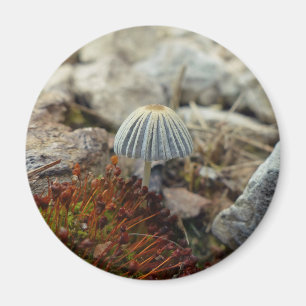 Tiny Toadstool Magnet