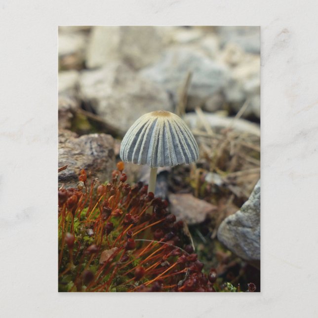 Tiny Toadstool Postcard (Front)