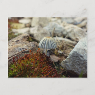 Tiny Toadstool Postcard