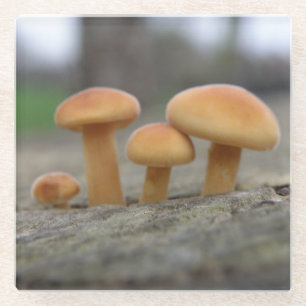 Tiny Toadstools Macro Glass Coaster