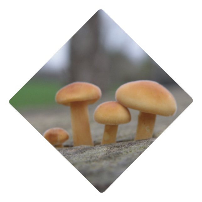 Tiny Toadstools Macro Graduation Cap Topper (Front)