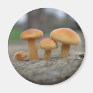 Tiny Toadstools Macro Magnet