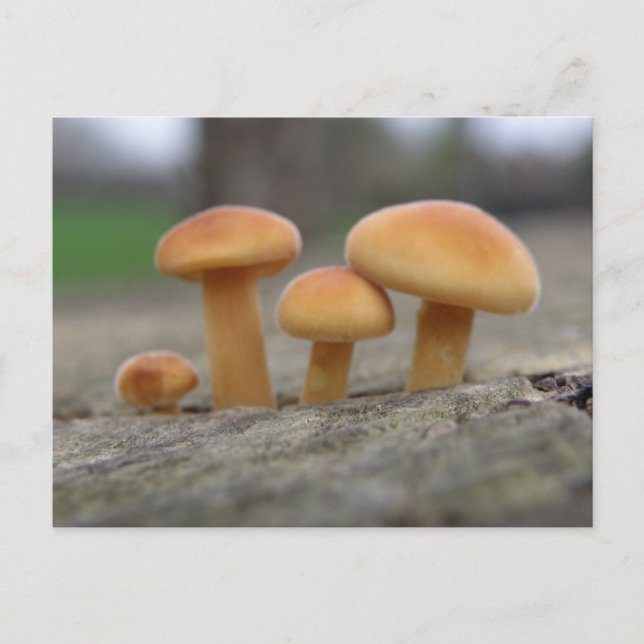 Tiny Toadstools Macro Postcard (Front)
