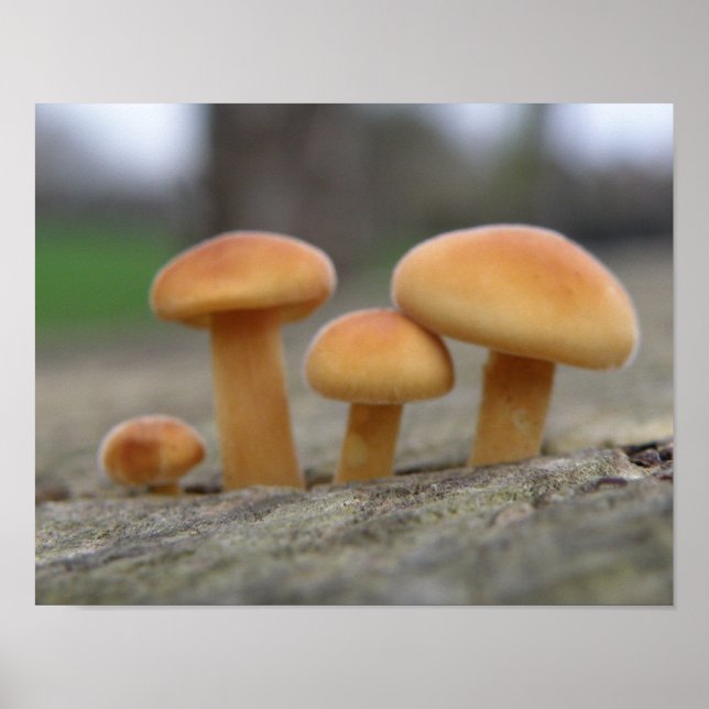 Tiny Toadstools Macro Print (Front)