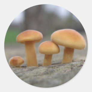 Tiny Toadstools Macro Stickers