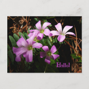 Tiny Treasures Postcard
