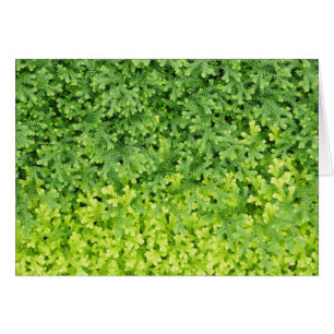 Tiny tropical fern