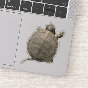 Tiny Turtle (Tortoise) Photo