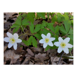 tiny white flowers poster