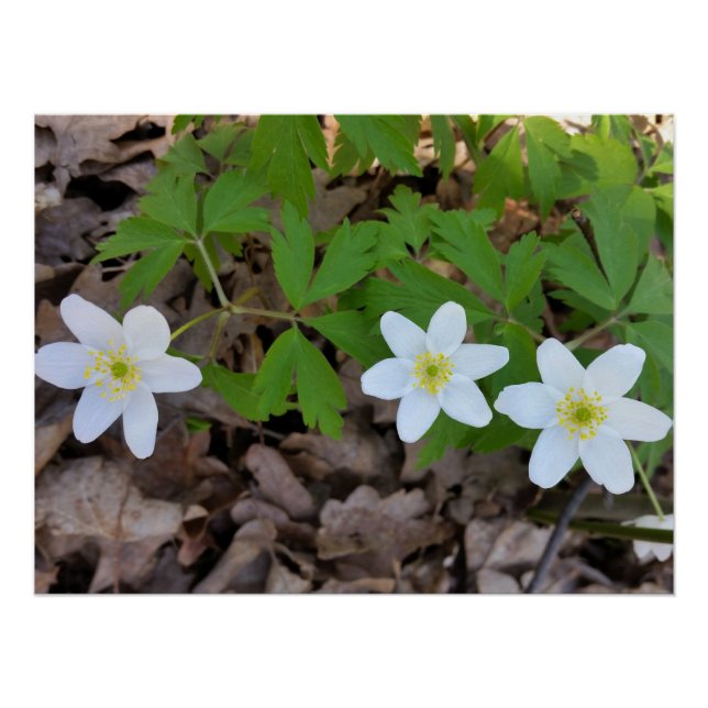 tiny white flowers poster (Front)