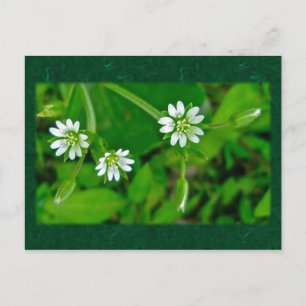 Tiny White Wildflower Coordinating Items Postcard