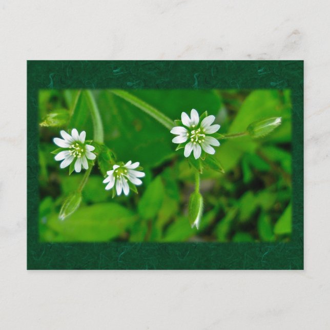 Tiny White Wildflower Coordinating Items Postcard (Front)