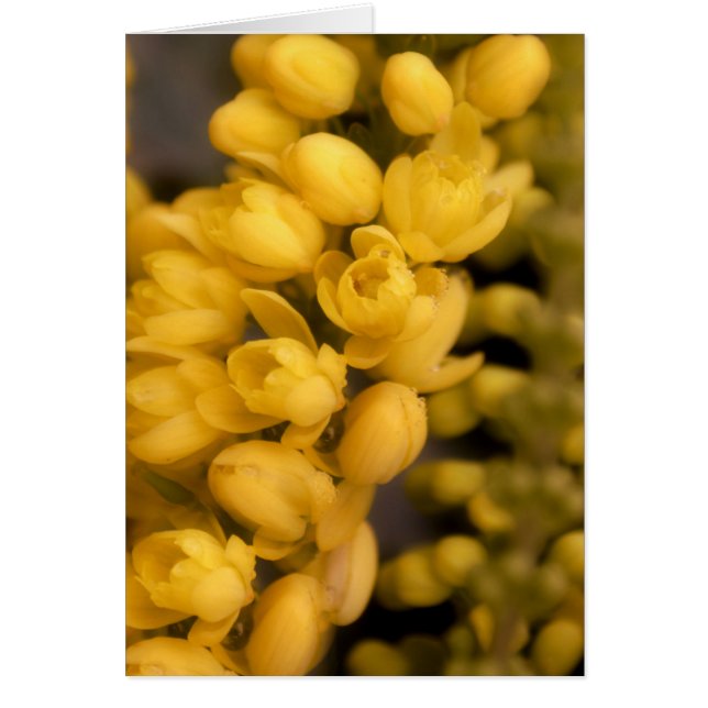 Tiny Yellow Blossoms (Front)