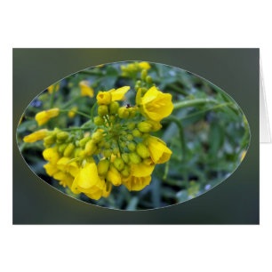 Tiny yellow flowers