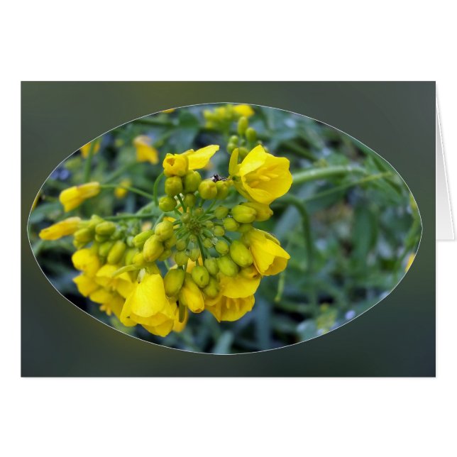 Tiny yellow flowers (Front Horizontal)