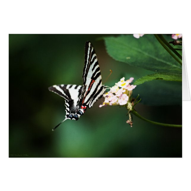 Tiny Zebra Card (Front Horizontal)