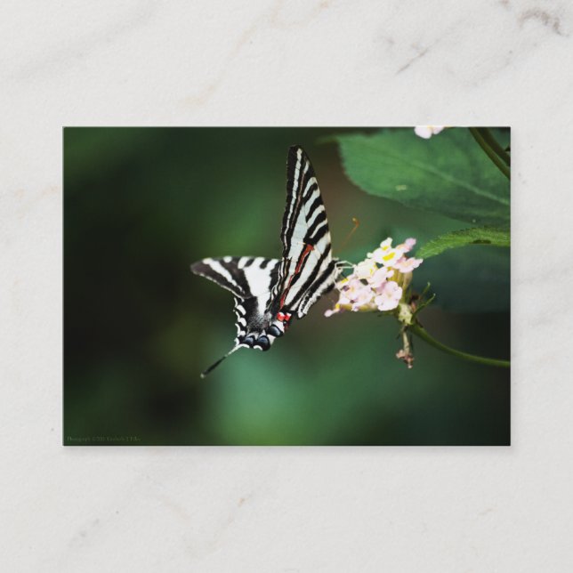 Tiny Zebra Mini Print Business Card (Front)