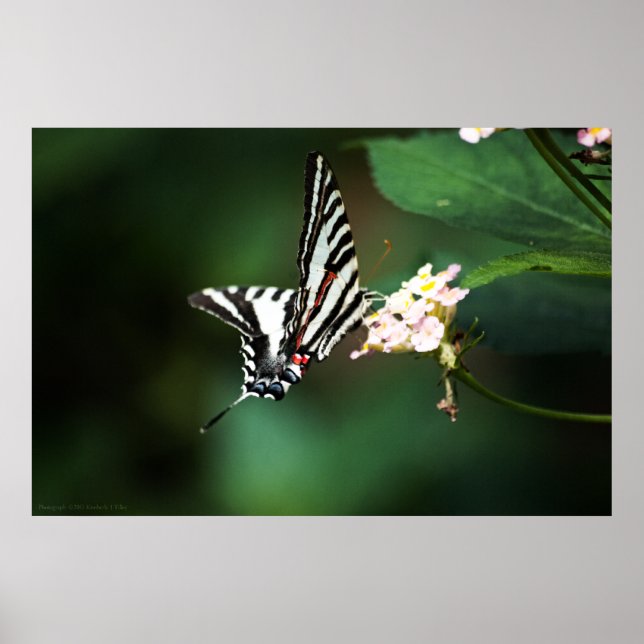 Tiny Zebra Print (Front)