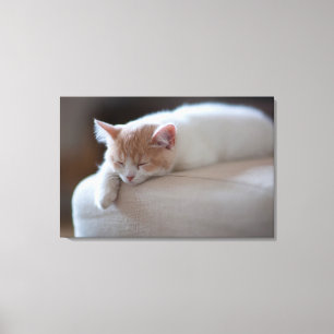 Tired Beige And White Kitten Canvas Print