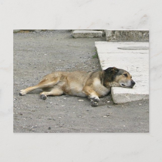 Tired Dog custom postcard (Front)