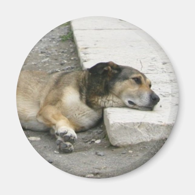 Tired Dog magnet, customize Magnet (Front)