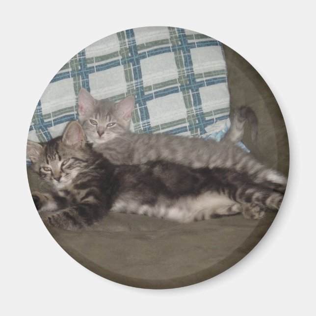 Tired Kitten Magnet (Front)