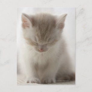 Tired Kitten Postcard