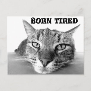 Tired kitty postcard