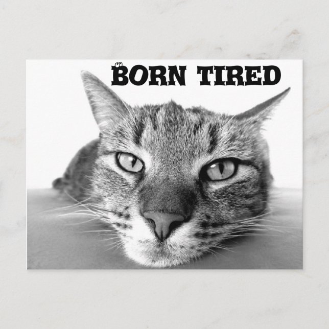 Tired kitty postcard (Front)