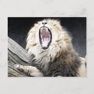 tired lion postcard