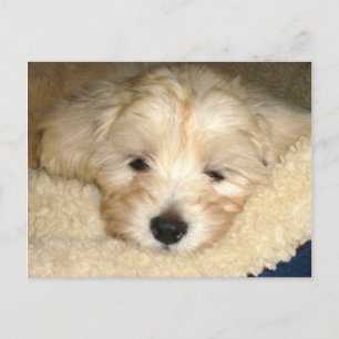 Tired Puppy Postcard