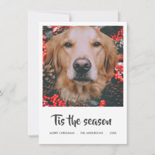 Tis The Season Script Christmas Photo Pet Dog Holiday Card