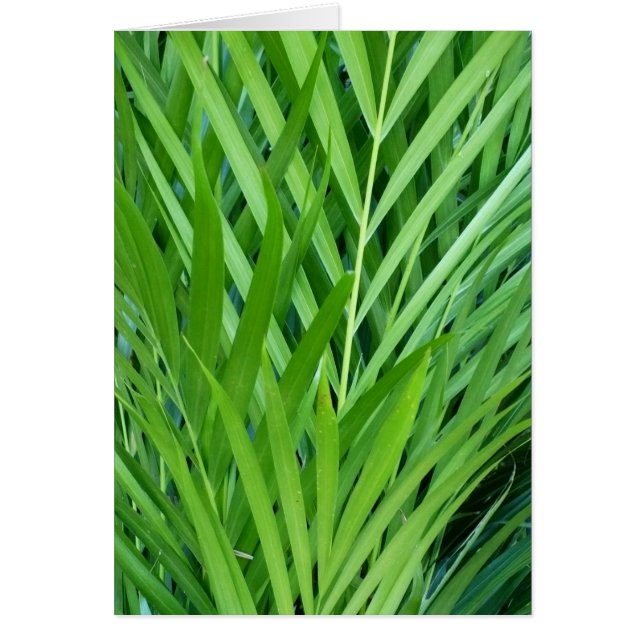 Tissé En Vert (Devant)