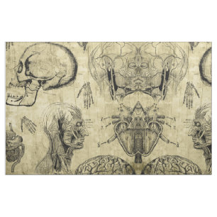 Tissu Anatomie Vintage